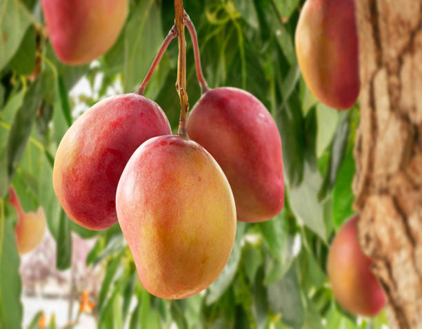 Ripe mangoes hanging on a tree, symbolizing the essence of mango season celebration at CrossShore Infotech.